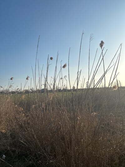 The scene depicts a natural landscape in Yugo-Severnaya, Russia, under a clear blue sky. The foreground is occupied by a dense field of tall, dry reeds or grasses, uniformly brown in color, with many stalks exhibiting fluffy, light-colored seed heads. These reeds extend from the bottom edge of the frame to approximately two-thirds of the way up. Behind the immediate dry vegetation, a strip of greener ground is visible. In the distant background, a line of indistinct structures, possibly buildings, can be discerned on the horizon, along with the silhouette of a bare-branched tree. The sky is a bright, clear blue, transitioning to a lighter tone on the right side, indicating the presence of a low sun outside the frame, creating a soft backlighting effect. No individuals, animals, or active subjects are present. The environment appears static under natural daylight.