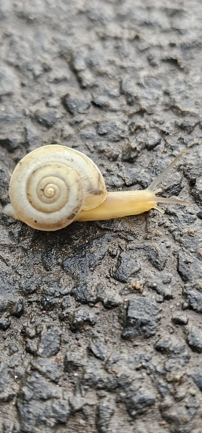 This is a close-up, overhead shot of a light-colored snail on a dark, textured surface, possibly asphalt or wet concrete. The snail is positioned vertically in the frame, with its shell on the left and its head and body extending upwards and slightly to the right. The shell is a pale cream color with faint brown spiral markings. The snail's body is a translucent yellowish-tan, and its two upper tentacles are extended upwards, appearing to explore its surroundings. The surface it's on is rough and uneven, with a wet appearance in some areas, suggesting it might have recently rained or the surface is damp. The lighting appears to be natural daylight, casting subtle shadows. There are no people visible, and no text is present in the image. The overall impression is a macro photograph focusing on the details of the snail and its immediate environment.