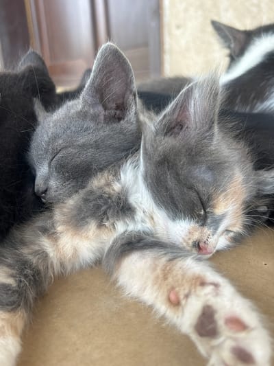 The image provides a close-up view of three young kittens sleeping peacefully, nestled closely together. The primary subjects are two kittens intertwined in the foreground.
The kitten positioned higher in the frame exhibits a calico or tortoiseshell fur pattern, with distinct patches of soft grey, creamy tan, and white. Its small head is relaxed in sleep, showing a tiny pink nose and closed eyes. One front paw is extended towards the right, revealing delicate pink and dark brown paw pads against a plain, light brown surface, which appears to be the inside of a cardboard box or a similar bedding material.
Beneath and slightly behind this kitten, another kitten, primarily grey with subtle lighter fur variations, is also deep in slumber. Its face is gently pressed against its companion, conveying a sense of comfort and security. A third kitten, mostly black with white markings, is partially visible in the upper left background, with only its ear and part of its head showing.
The lighting suggests it is daytime. The background throughout the image is a soft, uniform light brown, indicating an enclosed, simple setting where the kittens are resting. The overall scene is one of tranquility and warmth, highlighting the kittens' peaceful slumber. There is no discernible text within the image.