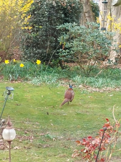 The image shows a garden scene in Ganderkesee, Germany. A pheasant stands on a grassy lawn adjacent to a flower bed with daffodils and other plants. A bush with green leaves and yellow flowers is to the left of the pheasant. A decorative garden ornament is at the bottom right of the image. To the right, there are branches with red leaves. There are no people visible in the image.