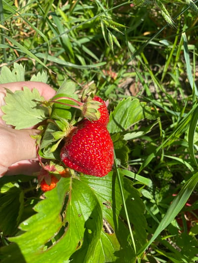 In the village of Rudzensk, Belarus, a person's hand is holding a cluster of ripe red strawberries with green leaves attached. The strawberries are bright red and have visible seeds. The background is filled with lush green grass and other vegetation, suggesting an outdoor setting, possibly a garden or field. Sunlight illuminates the scene, casting shadows and highlighting the textures of the strawberries and leaves.