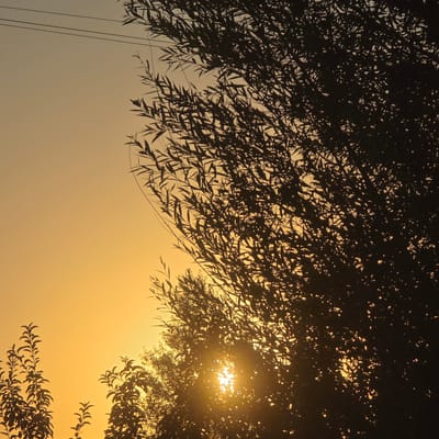 The image depicts a sunset in Баш-Кара-Суу, Kyrgyzstan, with the sun's light filtering through the dense foliage of trees, creating a silhouette effect. The sky is a gradient of warm oranges and yellows, indicative of the late hour. In the upper left quadrant, two thin, dark lines, likely utility wires, are visible against the sky. The foreground is dominated by the dark silhouettes of trees and their leaves, with the setting sun partially obscured by branches, casting a bright glow and lens flares. Additional trees are visible in the lower portion of the image, also silhouetted against the sunset. The overall scene conveys a serene natural environment.