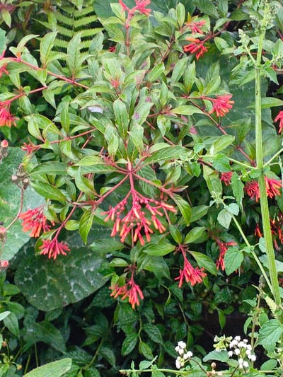 The image displays a detailed, vertical close-up of lush botanical foliage, located in Khan Boeng Keng Kang, Cambodia. The primary subject is a plant bearing numerous tubular flowers, predominantly red-orange, arranged in clusters at the ends of its reddish stems. The plant's leaves are ovate, dark green, and possess discernible venation. Surrounding the central flowering plant, various other green flora are visible. In the upper-left portion, a lighter green, fern-like frond with serrated edges is present. Towards the lower right, a distinct vertical green stem and clusters of small white flowers on a separate plant are observed. The scene is characterized by dense, verdant plant life under natural illumination. No human subjects, actions, or interactions are present.