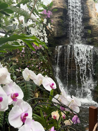 The image depicts a lush, tropical botanical garden with a multi-tiered waterfall cascading down a rocky, moss-covered cliff face. In the foreground, a cluster of white and pink orchids are in full bloom, with some delicate purple flowers interspersed. The environment is vibrant and green, with large, broad leaves and ferns surrounding the floral displays. The waterfall creates a misty atmosphere, and the water pools at the base before flowing away. The scene appears to be a well-maintained garden, likely an attraction within the city of Pong Yaeng, Thailand, given the abundant tropical flora and the presence of a significant waterfall feature. The overall impression is one of natural beauty and tranquility, enhanced by the sound and sight of the falling water.