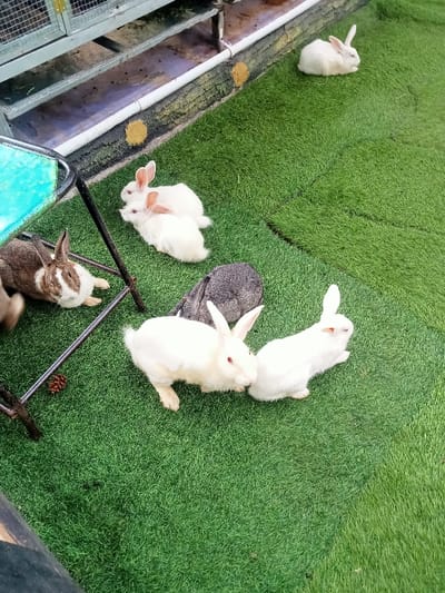 This image depicts an animal enclosure in Kuwukan, Indonesia. The primary subjects are at least eight rabbits on a bright green artificial turf surface. In the foreground, two white rabbits are present, one with red eyes facing left, and another facing right. Immediately behind them, a large dark gray rabbit is partially visible. To the left, a brown and white rabbit is lying down. Further back, two smaller white rabbits are clustered, and a solitary small white rabbit is positioned in the upper right. In the background, a multi-tiered metal cage structure is visible above a white pipe, set against a dark, textured wall adorned with yellow circular patterns. A black metal support frame, possibly from furniture, extends from the lower left towards the center, and a single brown pine cone rests on the artificial grass near its base.