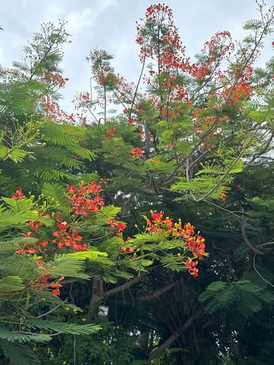 This media file captures a close-up view of a flamboyant tree (Delonix regia) in bloom. The tree's branches are laden with vibrant red and orange flowers, interspersed with feathery green foliage. The composition is shot from below, looking up into the canopy of the tree against a cloudy sky.
The scene depicts a natural setting, likely a garden or park, given the lush vegetation. The light suggests it is daytime, possibly overcast or late afternoon, as the light is diffused and there are no harsh shadows. There are no people or explicit objects, besides the tree and its flowers, though a small, discreet spotlight is visible mounted on a branch in the background.
The image conveys a sense of natural beauty and the abundance of flowering plants. The variety in the focus and depth of field highlights different parts of the tree, from the intricate details of individual flowers and leaves to the broader structure of the branches against the sky. The location context of Ban Noen Sai, Thailand, suggests a tropical or subtropical environment where such trees thrive.