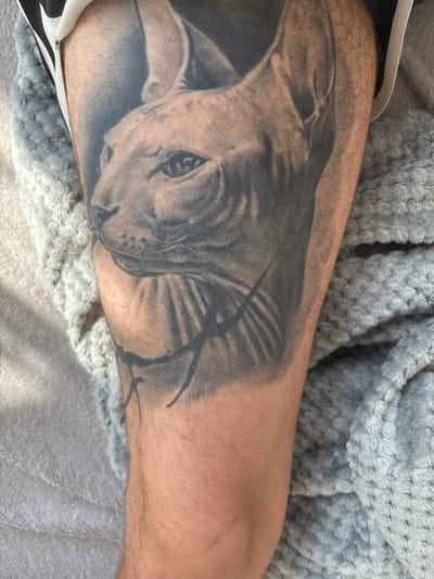 The image shows a close-up, eye-level shot of a tattoo on a person's leg. The tattoo is a black and grey realistic depiction of a Sphynx cat's head, facing left with its eyes open. The cat's skin is wrinkled and detailed, with shading that gives it depth. A portion of the person's leg is visible, covered in light brown hair. To the right of the leg, a textured grey blanket is visible. To the left of the leg, a black and white patterned fabric, possibly clothing, is partially visible. The lighting suggests an outdoor environment, with sunlight casting shadows on the blanket and leg. There is no identifiable location within the city of Stadtroda, Germany.