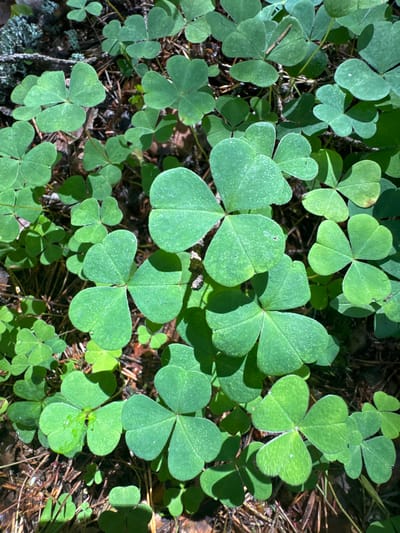 The image shows a dense patch of wood sorrel (Oxalis) growing in a forest floor. The plants are characterized by their distinctive trifoliate leaves, each leaflet being heart-shaped. The leaves are a vibrant green and appear healthy. Some leaves have small water droplets on them, suggesting recent rain or dew. The ground beneath the plants is covered with fallen pine needles and small twigs, indicating a coniferous or mixed forest environment. Sunlight filters through the canopy, casting dappled shadows on the foliage and the forest floor. The image is a close-up, focusing on the texture and detail of the leaves. There are no people or animals visible in the frame. The location is described as Zelonaya Dolina, Russia.