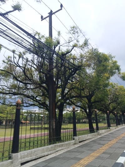 This image depicts an outdoor urban scene in Palayan, Philippines, captured under an overcast sky. In the foreground, a pedestrian sidewalk constructed from alternating dark and light grey rectangular pavers extends from the lower right toward the upper left. A prominent yellow tactile paving strip runs along the edge of the sidewalk closer to the viewer.
Adjacent to the sidewalk, a black metal fence, supported by a concrete curb base, stretches horizontally across the midground. The fence features vertical bars, ornamental scrollwork near its base, and decorative, bronze-colored finials atop its posts.
Behind the fence lies an expansive, well-maintained green lawn, suggesting a park or public square. A reddish track is visible on the left side of the lawn. A row of mature trees with robust, dark-barked trunks and dense green canopies stands behind the fence, partially obscuring the background.
A tall, dark wooden utility pole is positioned centrally, supporting numerous black electrical or communication wires that traverse the upper frame, some appearing to weave through the tree branches. No individuals are visible within the frame. The overall environment suggests a public green space within a city.