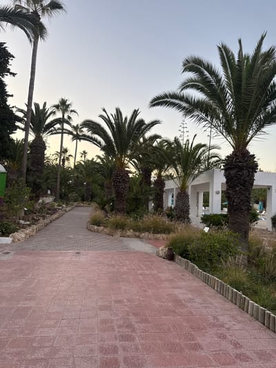 The image shows a pathway lined with palm trees in Mrezga, Tunisia. The path is constructed of red and grey brick tiles. A white building is visible in the background, partially obscured by the trees. The sky is pale, indicating either dawn or dusk. No people are visible in the image.