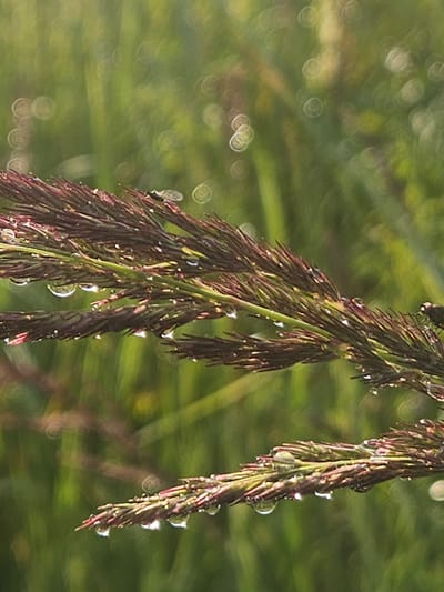 In Kurovo, Russia, a close-up, macro photograph captures a sprig of reddish-brown grass adorned with glistening water droplets. The grass is in sharp focus, with individual strands and the tiny spheres of water clearly visible. The background is a soft, green blur of foliage, out of focus and dappled with bokeh circles of light, suggesting a natural, outdoor setting. The overall impression is one of serene natural beauty, likely captured after a rainfall or in the early morning dew. There are no people or animals prominently featured in the image.