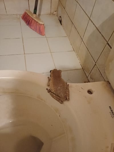 A light-brown frog is observed resting on the rim of a white ceramic toilet bowl, with its dorsal side facing the viewer. The toilet bowl, featuring "magna 6.0Lpf" branding on its right rim, occupies the lower portion of the image. The bowl's interior shows water and minor discoloration. The floor, composed of light-colored square tiles with visible grout lines, extends from behind the toilet. A cleaning broom with a dark handle and pink bristles is propped vertically against a light-colored tiled wall in the upper left background. The tiled wall and floor exhibit visible grout lines and some surface discoloration or grime. A small, dark aperture or mark is visible on the tiled wall. The precise location within the city of Cotorra, Colombia, cannot be determined from the visual information provided.