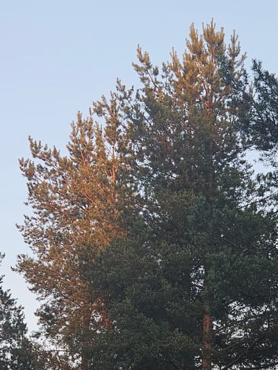 The image shows the tops of pine trees against a clear sky. The trees are a mix of green and brown, with some of the branches lit by sunlight, creating a warm glow. The scene appears to be a natural or park setting. The exact location in Mäntsälä, Finland, is not discernible from the image itself.