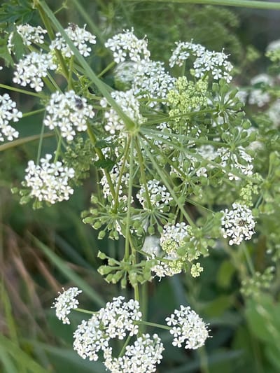 This media file is a close-up photograph of a cluster of small white flowers, likely part of an umbelliferous plant. The flowers are arranged in intricate, lace-like clusters, with many tiny, five-petaled blossoms. Some of the flower buds are still green and tightly closed, while others are fully open and white. The stems and flower stalks are a vibrant green.

Scattered among the flowers, there are at least three small insects visible. One is a dark-colored beetle on a white flower cluster towards the upper right of the image. Another, similar insect is on a flower cluster in the lower left. A third insect is visible on a cluster in the central left portion of the image.

The background is softly blurred, consisting of green foliage and hints of dry grass or straw, suggesting an outdoor, natural setting. The lighting appears to be natural daylight, likely from midday or late afternoon, given the even illumination and lack of harsh shadows.

There are no people or text visible in the image. The overall impression is one of natural beauty and the details of small flora and fauna. The setting appears to be a field or meadow, possibly near a grassy area, consistent with a location in Năvodari, Romania, which has coastal and natural habitats. The focus on the delicate flowers and insects evokes a sense of peaceful observation of nature.