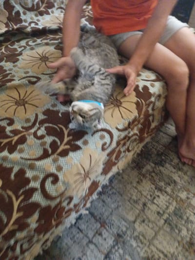 A person is sitting on a couch with a cat. The person is wearing an orange shirt and light-colored shorts. The cat is gray and white with tabby markings. It is lying on its back on the couch, and the person's hands are on its belly. The couch has a patterned fabric with flowers and leaves in brown and beige. The floor is a gray and white rug. The scene appears to be indoors, likely in a home. The lighting suggests daytime. There is no visible text in the image.