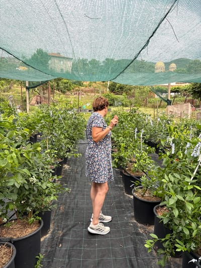A woman with short brown hair stands in a greenhouse, facing away from the camera. She is wearing a blue floral dress and white athletic shoes. The greenhouse is filled with rows of blueberry plants in black pots, covered by a green mesh net. In the background, distant buildings and trees are visible. The woman appears to be examining the plants, holding something in her right hand.
