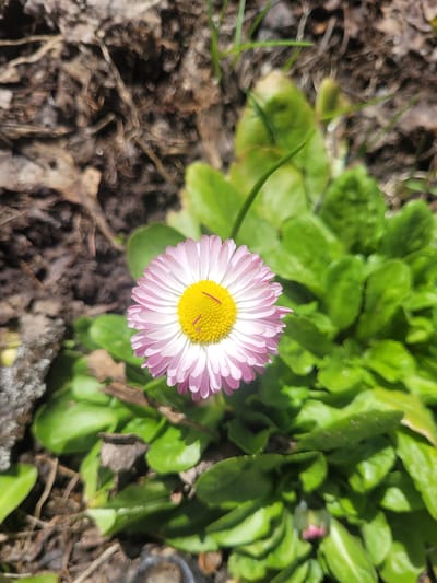 The image shows a pink and white daisy-like flower with a yellow center, surrounded by green leaves. The background consists of soil and some scattered dried leaves or mulch. The flower is in focus, while the background is blurred. There is no indication of the city of Chernaya, Russia, or any people, actions, or interactions in the image.