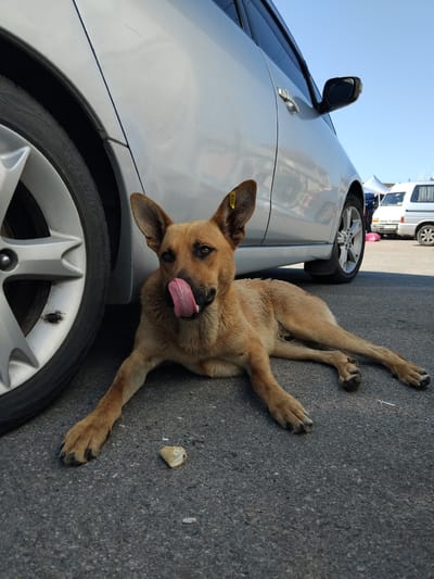 A medium-sized, light brown dog with its tongue sticking out lies on asphalt next to the rear tire of a silver sedan. The dog is positioned in the foreground, with its head facing the camera. A yellow tag is attached to its left ear. In the background, a white van and a market tent are visible under a clear blue sky. The setting appears to be an outdoor parking lot in Chudniv, Ukraine.