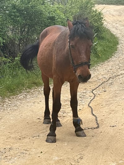 A brown horse stands on a dirt path next to a patch of green vegetation. The horse has a black mane and tail, and is wearing a bridle. A metal chain is attached to its front left hoof. The location is likely Mikrevo, Bulgaria, based on the implicit context provided.