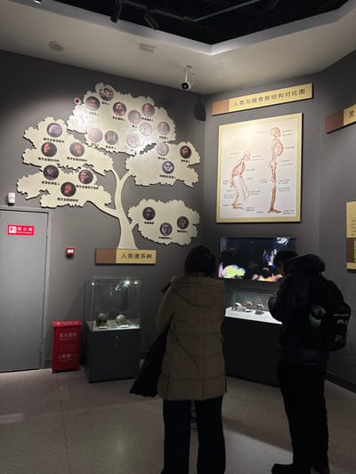 The image depicts an exhibit, likely in a museum, showcasing human evolution. On the wall is a diagram titled "Human and Wolf Skeletal Structure Comparison Chart" next to an evolutionary tree diagram featuring images of different human ancestors like "Southern Ancient Body." There's a tank with marine life and skull displays in glass cases. A red fire extinguisher box with "Fire Hydrant" printed on it is also visible. Two individuals appear to be observing the exhibits.