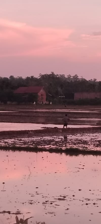 The image captures a serene sunset over a rural landscape in Seunebokbaro, Indonesia. The sky is a soft gradient of pink and purple, with wispy clouds suggesting the fading light. In the middle ground, a modest brick building with a red roof is nestled amongst lush green trees. The foreground is dominated by a flooded rice paddy, its surface reflecting the twilight sky, creating a mirror-like effect. Small dark clumps, likely soil or debris, are scattered across the water. In the distance, a solitary figure, appearing to be a farmer, stands in the paddy, their back to the camera, perhaps tending to the crops or simply taking in the view. The overall atmosphere is tranquil and picturesque, highlighting the beauty of the Indonesian countryside at dusk.
