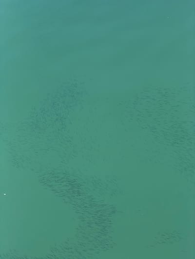 This is an aerial drone shot of a large school of fish swimming in clear, turquoise water. The fish are small and dark, appearing as thin, elongated shapes. They are densely packed in several swirling masses, creating a dynamic and fluid visual effect against the uniform green of the sea. The sunlight filters through the water, casting subtle shadows and highlighting the movement of the school. There are no people or man-made objects visible, emphasizing the natural environment. The scene suggests a calm day with good visibility, ideal for underwater observation or fishing. The location is Gżira, Malta, known for its coastal waters which can host significant marine life. The time of day appears to be daytime, likely late morning or early afternoon given the bright lighting conditions. No text is visible in the image.