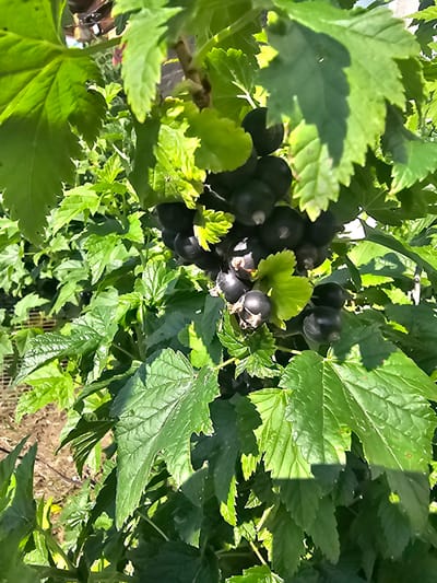 This is a close-up, eye-level, outdoor photograph of ripe black currants hanging on a branch, surrounded by lush green leaves. The lighting suggests a sunny day, with dappled sunlight filtering through the foliage. The black currants are dark, round, and clustered together. The leaves are large and serrated, with visible veins. The background is blurred but appears to be a natural setting with other greenery and possibly soil. The photograph was taken in Georgievka, Russia. There are no people or animals present in the image. The focus is entirely on the fruit and plant.