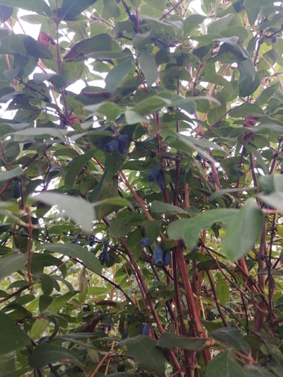 A close-up shot shows a dense thicket of a honeysuckle bush laden with dark blue berries. The berries are oval-shaped and clustered together on thin branches. The leaves are a deep green and vary in size and shape, with some appearing wilted or dried. The branches themselves are thin and reddish-brown. The background is blurred, suggesting a natural outdoor environment. The image is taken from a low angle, looking up into the foliage and fruit. There are no people or animals visible in the scene. The setting appears to be a garden or natural area in Кіраўскі сельскі Савет, Belarus.