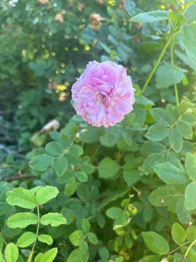 A close-up, medium shot captures a delicate, fully bloomed pink rose at the center of the frame. The rose is tightly packed with numerous soft, ruffled petals, exhibiting subtle variations in light pink hues. Surrounding the rose is lush, green foliage, characterized by small, serrated leaves. The background is a soft blur of green leaves and indistinct shapes, suggesting an outdoor, natural setting. Sunlight gently illuminates the scene, creating a soft, slightly hazy effect, particularly noticeable on the upper right side of the image. There are no people or animals present. The image appears to have been taken in Velykyi Trostianets, Ukraine, likely in a garden or park environment.