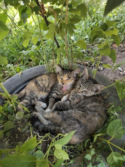 In an outdoor setting amidst overgrown vegetation, two domestic kittens are nestled together inside a worn tire, likely a discarded object. The kitten on the left, a calico with patches of orange, black, and white, is stretching its mouth open, revealing its tongue and appearing to yawn or vocalize. Its eyes are partially closed. To its right, a tabby kitten with dark grey and black stripes rests its head on the calico kitten. The tabby kitten's eyes are open, and it gazes forward with a calm expression. The tire itself shows markings, including "195/65R15" and "RADIAL," indicating it is a car tire. The ground surrounding the tire is covered with soil, dry leaves, and sparse green plants. The overall environment suggests a neglected or wild area within the city of Somoniyon, Tajikistan.