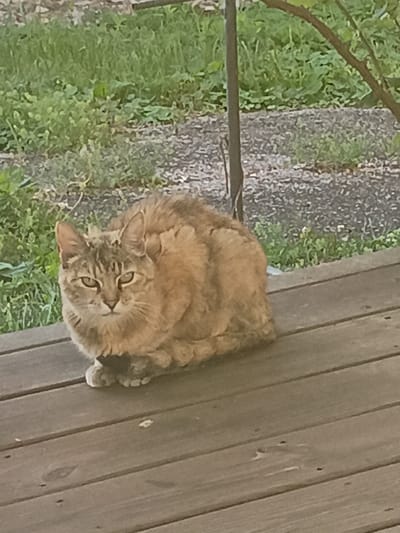 A medium-haired, brown and gray tabby cat is sitting on a wooden deck. The cat is facing the camera with its ears perked forward and its eyes looking directly at the viewer. The background consists of green grass and some gravel. The deck appears to be made of weathered wood planks. The image was taken outdoors, possibly in a residential backyard.