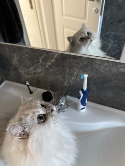A fluffy, light-colored cat with large green eyes is positioned in a white sink, looking upwards. The cat's head and chest are in focus, filling the foreground. Behind the cat, a dark, marble-patterned backsplash is visible. To the right of the cat, an electric toothbrush with a blue and white design stands on the sink's edge. In the background, a mirror reflects the cat's face and upper body, as well as a white door and a dark vertical object, possibly a towel or clothing. The scene appears to be a bathroom in Bashkia Durrës, Albania.