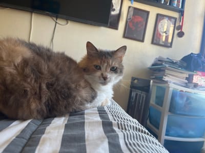A fluffy calico cat peeks at the camera upside down from under a striped duvet. The cat has grey and cream fur with a white chest. In the background, there's a white plastic storage unit with drawers, stacks of papers, framed prints with moon motifs, a black television, and assorted objects on a shelf. A red lollipop stick stands out near the shelf.