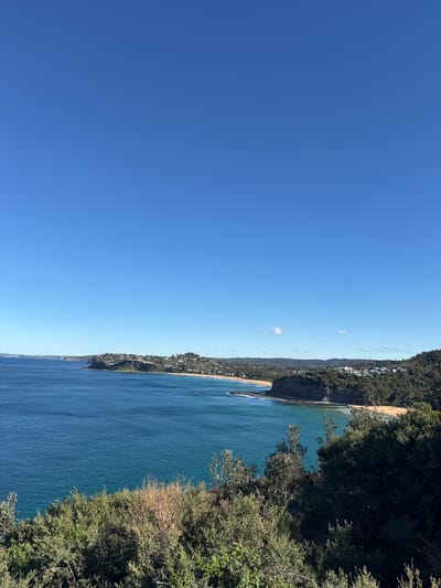 This is an eye-level, wide-angle, outdoor photograph taken on a clear, sunny day overlooking the coastline of Newport, Australia. The ocean, a deep turquoise blue, occupies the majority of the lower half of the frame, with calm waters. Along the coastline, a sandy beach is visible, nestled between rocky outcrops and a densely vegetated hillside. Scattered among the trees are numerous white houses, indicating a residential area. The sky above is a brilliant, cloudless blue. The foreground is filled with the tops of lush green bushes and trees. The composition suggests a view from a higher vantage point, looking down and across the bay.