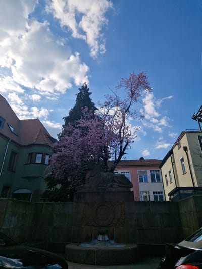 This daytime photograph captures an urban scene in Obernburg am Main, Germany, under a clear blue sky interspersed with scattered white cumulus clouds.
In the foreground, a substantial stone fountain or monument is centered. It features a recumbent lion sculpture crafted from reddish-brown stone, positioned atop a rectangular block. The front face of this block displays a carved crest or emblem. Below this, at the base of the monument, water flows from a spigot into a small basin, indicating an active fountain.
To the immediate left of the fountain, the front hood and windshield of a dark-colored sedan are partially visible. To the right, the rear section of another dark-colored sedan is also present, parked adjacent to the fountain structure.
Behind the fountain, a prominent deciduous tree with vibrant pink blossoms stands, indicating a spring season. To the left and slightly behind this blooming tree, a tall, dark green coniferous tree rises.
Architectural elements frame the background. On the left, a multi-story building with a dark green stucco facade and a red-tiled hip roof, complete with gables and dormer windows, is partially visible. To the right of the central trees, a building with a light pink facade and a red-tiled roof is observed, featuring multiple windows with white frames. Further to the right, another multi-story building with a light yellow facade and a dark roofline is visible. No individuals are depicted within the scene.
