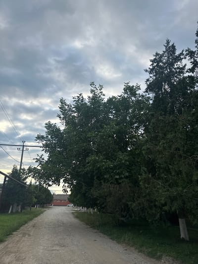 The image depicts a dusty, unpaved road in what appears to be a rural or semi-rural area of Achkhoy-Martan, Russia. The sky is overcast with gray clouds, suggesting a somber or potentially rainy day. On either side of the road, there is grass and vegetation.
To the right of the road, a large, mature tree with dense green foliage dominates the foreground. Next to it, and partially obscured by it, is a tall evergreen tree. Further down the road, more evergreen trees are visible, planted in a line. Some of these trees have their lower trunks painted white, a common practice in some regions.
On the left side of the road, closer to the foreground, is a metal fence and several evergreen trees. Beyond these, there are power lines supported by a utility pole.
In the distance, a long, red brick building with a white trim is visible. A white car is parked in front of the building, and a couple of figures, possibly people, are walking away from the camera down the road. The overall impression is one of a quiet, ordinary day in a settlement.