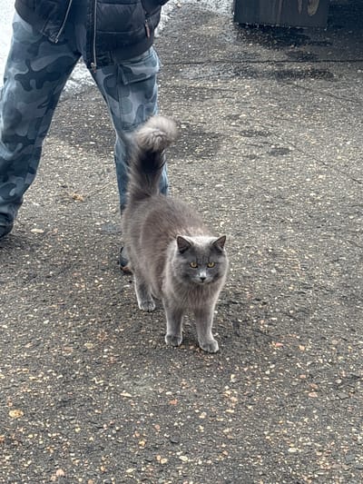 The scene is set in Parizhskaya Kommuna, Russia, outdoors on a dark, wet asphalt surface. The lower half of one individual is visible, wearing dark grey camouflage cargo pants and a black puffer jacket, with dark shoes. Standing directly in front of and slightly to the right of the individual's legs is a medium-sized, long-haired grey cat with bright yellow eyes and a raised, curled tail. The cat has a small white patch of fur under its chin and is looking directly forward. The asphalt ground is uneven, covered with small light-colored pebbles and dark debris. In the upper right background, a dark, indistinct object shows evidence of ice formations along its bottom edge.
