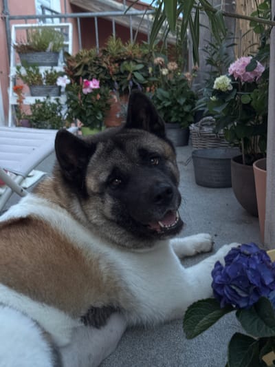 A medium shot captures an Akita dog lying on a gray concrete patio. The dog's head is turned towards the camera, with its mouth slightly open, revealing its teeth and tongue. Its fur is a mix of brown, white, and black. To the right of the dog, a cluster of vibrant purple hydrangea flowers is visible, with green leaves. In the background, several potted plants are arranged on shelves and on the ground. A wicker basket and metal containers are also present. The scene appears to be an outdoor patio or balcony area, possibly in a residential setting in Wettstetten, Germany, given the context provided. The overall lighting suggests it might be late afternoon or early evening.