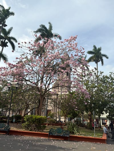 The image depicts a scene in Tampico, Mexico, focused on a tree with pink blossoms in what appears to be a city square. The tree is the central subject, with a building visible in the background. The sky is visible through the branches, with scattered clouds. Palm trees are also present in the background. Benches line a pathway or seating area. Fallen blossoms are scattered on the ground. People are visible in the background.