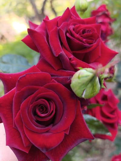 A close-up, macro photograph features two fully bloomed, deep red roses in the foreground. The rose on the left is positioned slightly lower and to the left of the rose on the right. Both roses exhibit intricate petal formations, with the edges of some petals appearing darker, almost black. A single, green rosebud is visible between the two blooms, slightly blurred. The background is softly out of focus, showing green foliage and hints of warm, golden light, suggesting an outdoor setting in natural daylight. The image was taken in Tamasha, Kyrgyzstan.
