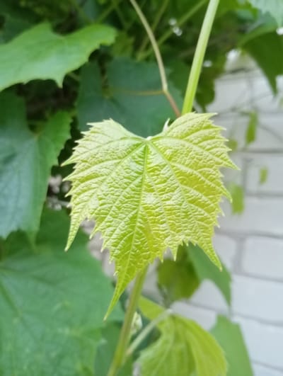 This is a close-up, eye-level, outdoor, daylight photograph of a young, vibrant green grape leaf with serrated edges and prominent veins. The leaf is positioned in the foreground, slightly off-center to the left. It is supported by a thin, green stem. Behind the main leaf, other larger, darker green grape leaves are visible, some of which are slightly out of focus. In the background, a light-colored brick wall can be seen, with some of the bricks appearing to have a white wash or paint. The scene is consistent with a garden or vine-covered area in Saldus, Latvia, likely during the growing season. There are no people or animals present. The focus is sharply on the young leaf, with a shallow depth of field creating a blurred background.