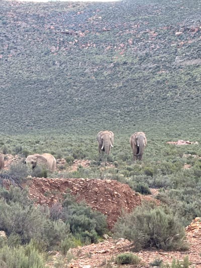 The image depicts a natural landscape featuring at least three elephants in a rugged, vegetated environment. The scene is dominated by a vast expanse of green, low-lying shrubbery and sparse trees covering rolling hills or mountains in the background and midground. Closer to the foreground and along the right side, there are prominent sections of reddish-brown rocky terrain and exposed earth.
Three elephants are visible. One is positioned in the immediate foreground, partially cropped at the bottom. A second elephant is in the midground, facing towards the left side of the frame with its trunk lowered. A third elephant is further back, also facing generally left, appearing to be walking or standing among the dense vegetation. All elephants exhibit the characteristic large ears and grey hide of African elephants.
The activity taking place appears to be the elephants moving or standing within their natural habitat, possibly foraging. The scene is calm and undisturbed, with no human presence evident.
Notable details include the time of day, which appears to be daylight, likely late morning or early afternoon, given the soft, diffuse lighting and lack of harsh shadows. The weather seems clear and fair. The location cues, such as the type of vegetation and rocky terrain, are consistent with a semi-arid or mountainous region, aligning with the provided context of Witzenberg Local Municipality, South Africa. There is no visible text in the image.
