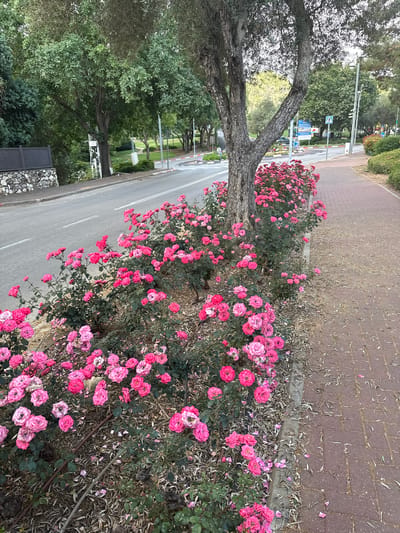 The image depicts a roadside scene in the Maale Yosef Regional Council, Israel. A row of pink roses lines the edge of a brick-paved sidewalk. The roses appear to be in full bloom. Beside the roses is a paved road, with trees and greenery visible on the opposite side. A large tree trunk is visible near the roses and the road. Street signs and utility poles are also visible in the background.