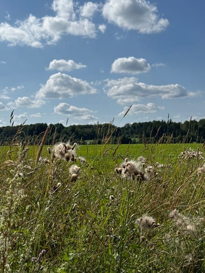 A low-angle, full outdoor shot captures a field of fluffy seed heads of thistle-like plants in the foreground, with tall green grass and stalks of dried grass interspersed. In the middle ground, a bright green field stretches out, bordered by a dense line of dark green trees. Above, a bright blue sky is dotted with numerous white, puffy cumulus clouds. The scene is set in Portovoe, Russia. There are no people or animals visible in the image.