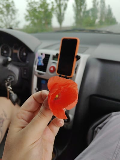 An individual's light-skinned hand, with a faint tattoo visible on the upper left arm/shoulder area, holds a single vibrant red poppy flower, focused in the foreground. The flower displays delicate petals and a yellow-green stamen-filled center. The scene is set inside a vehicle, specifically a car, in Slyvyne, Ukraine. The dashboard and interior are visible in the background, out of focus. To the left, a dark grey steering wheel and a partial instrument cluster are discernible, along with keys hanging from the ignition. The central console features air vents, a mounted smartphone in an orange case with a black screen, a small blue figure air freshener attached to an air vent, and a red circular button. To the right, a section of grey fabric, possibly clothing, is visible. Through the front windshield, a blurry outdoor environment appears, characterized by numerous green trees under an overcast or hazy sky.