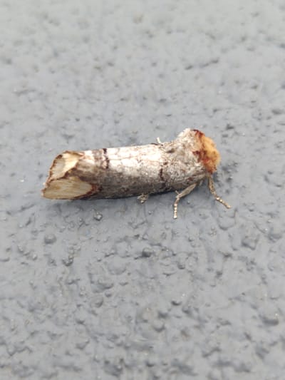 A moth with tan and brown markings is resting on a textured gray surface, likely a wall or pavement. The moth is positioned horizontally, with its head facing right. Its body is elongated and covered in fuzzy scales. The surface it's on is rough and uneven, with small bumps and indentations. The lighting appears to be natural daylight, casting subtle shadows. The overall scene is a close-up, detailed view of the insect on its surroundings. The location is Старобінскі сельскі Савет, Belarus.