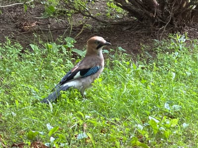 A Eurasian jay is standing in green grass near the base of a tree. The bird is facing to the right, with its head slightly tilted down. It has a brown and grey body with distinctive blue and black markings on its wings. The background is a mix of dark soil and green foliage from the tree. There are no people or any other animals visible in the image. The location is described as being in the city of Sannikovo, Russia.