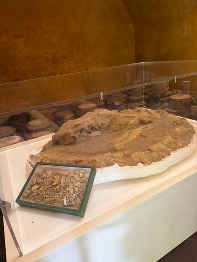The image shows an archaeological exhibit in San Cristóbal de La Laguna, Spain. The primary subject is a large, unframed artifact made of clay and stone, possibly a relief carving or a fragment of a larger structure, resting on a white display surface. To the left of this artifact, cylindrical objects, possibly ancient pottery or structural elements, are visible through a clear protective casing. To the right of the main artifact, a smaller, framed display case contains a collection of loose stones and fragments, likely related to the larger artifact or the archaeological site. The background on the left is a textured, ochre-colored wall. The lighting suggests an indoor setting, possibly a museum or exhibition space. There is no visible text in the image. The scene appears to be a static display of historical or archaeological findings.