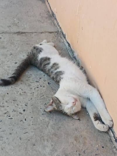 A tabby and white cat is sleeping on its back, with its paws extended upwards and its head resting against an orange wall. The cat is on a concrete surface with small dark pebbles embedded in it. The scene appears to be outdoors, possibly in an alleyway or courtyard. The lighting suggests it is daytime.