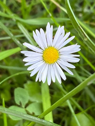This is a close-up, eye-level, full-shot photograph of a single white daisy with a yellow center. The daisy is positioned slightly off-center to the left, with its petals fanning out. The background is a blur of green grass and some clover leaves, suggesting an outdoor setting. The lighting appears natural, indicating daytime, and the overall mood is peaceful and serene. There are no people or text visible in the image. The location context is Luh, Ukraine.